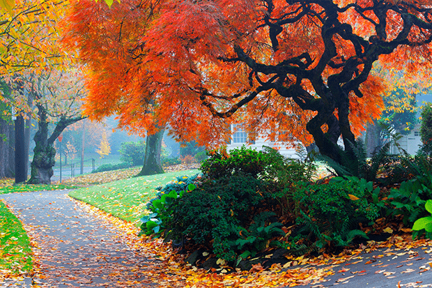 Portland, Oregon street with Japanese Maple