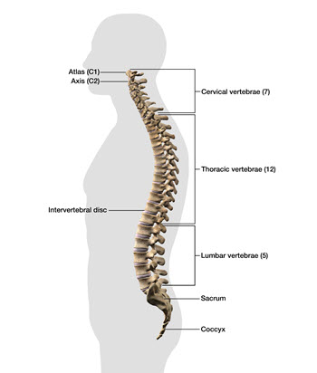 diagram of the human spine