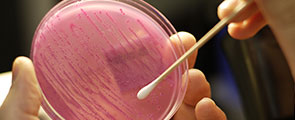 Lab petri dish swab