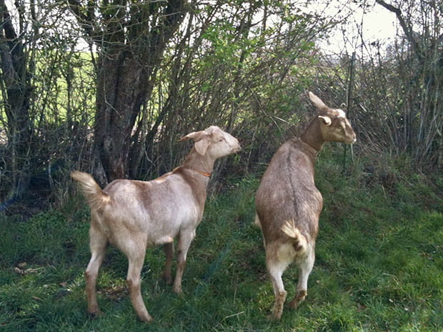 Goats belonging to Dr. Koschmann's farm