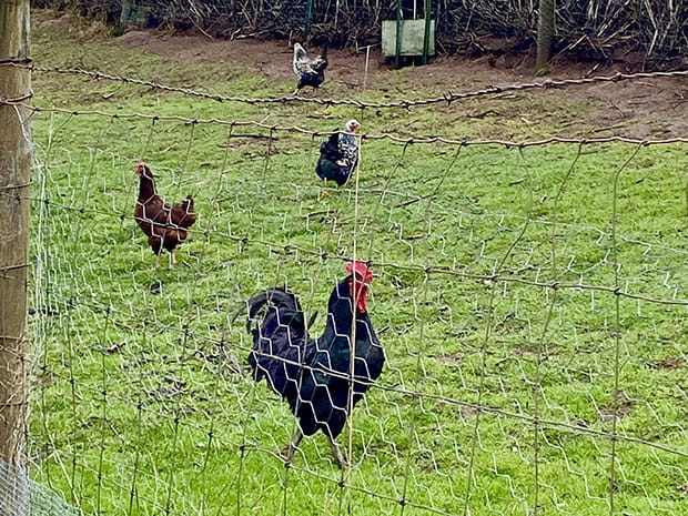 chickens belonging to Dr. Koschmann's farm