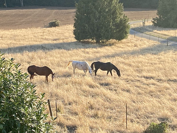 horses belonging to Dr. Koschmann's farm